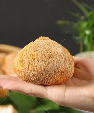 Nấm đầu khỉ/Nấm Hầu Thủ